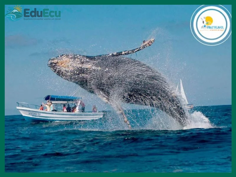 Cómo disfrutar del avistamiento de ballenas en Puerto López