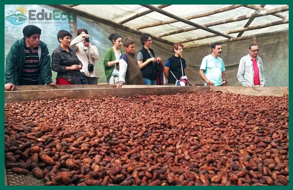 Cómo es la ruta del chocolate en Ecuador mi experiencia real