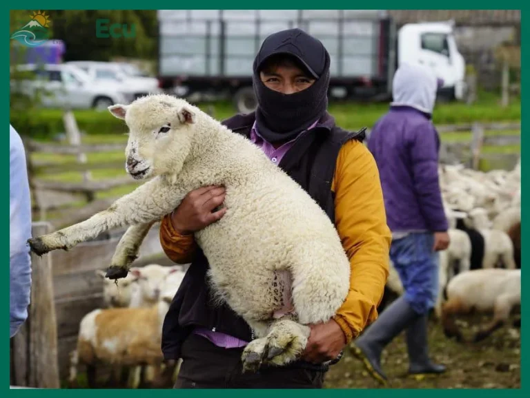 Cómo es la vida cotidiana en una comunidad indígena del Cotopaxi