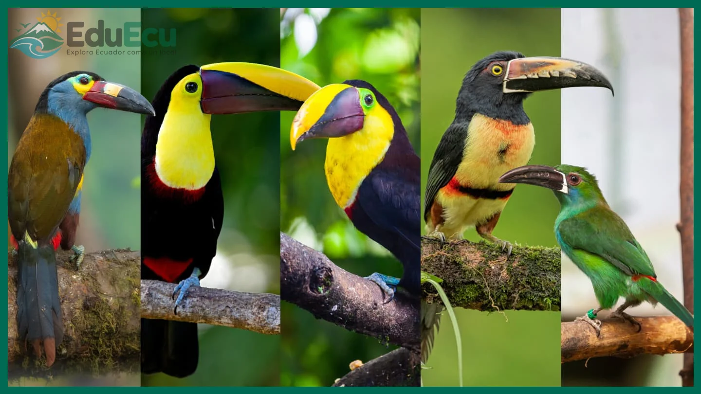 Cómo planificar un solo día viendo comunidades de aves dramáticamente diferentes