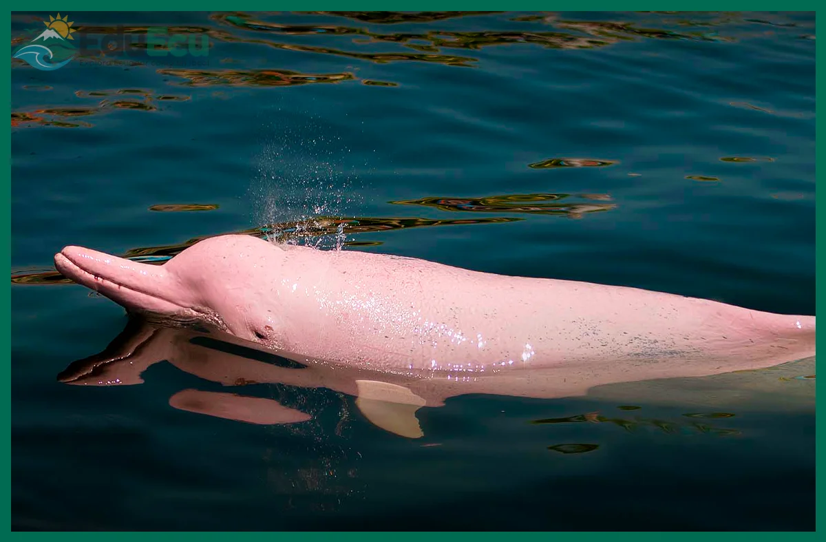 Cómo ver delfines rosados en la Amazonía ecuatoriana