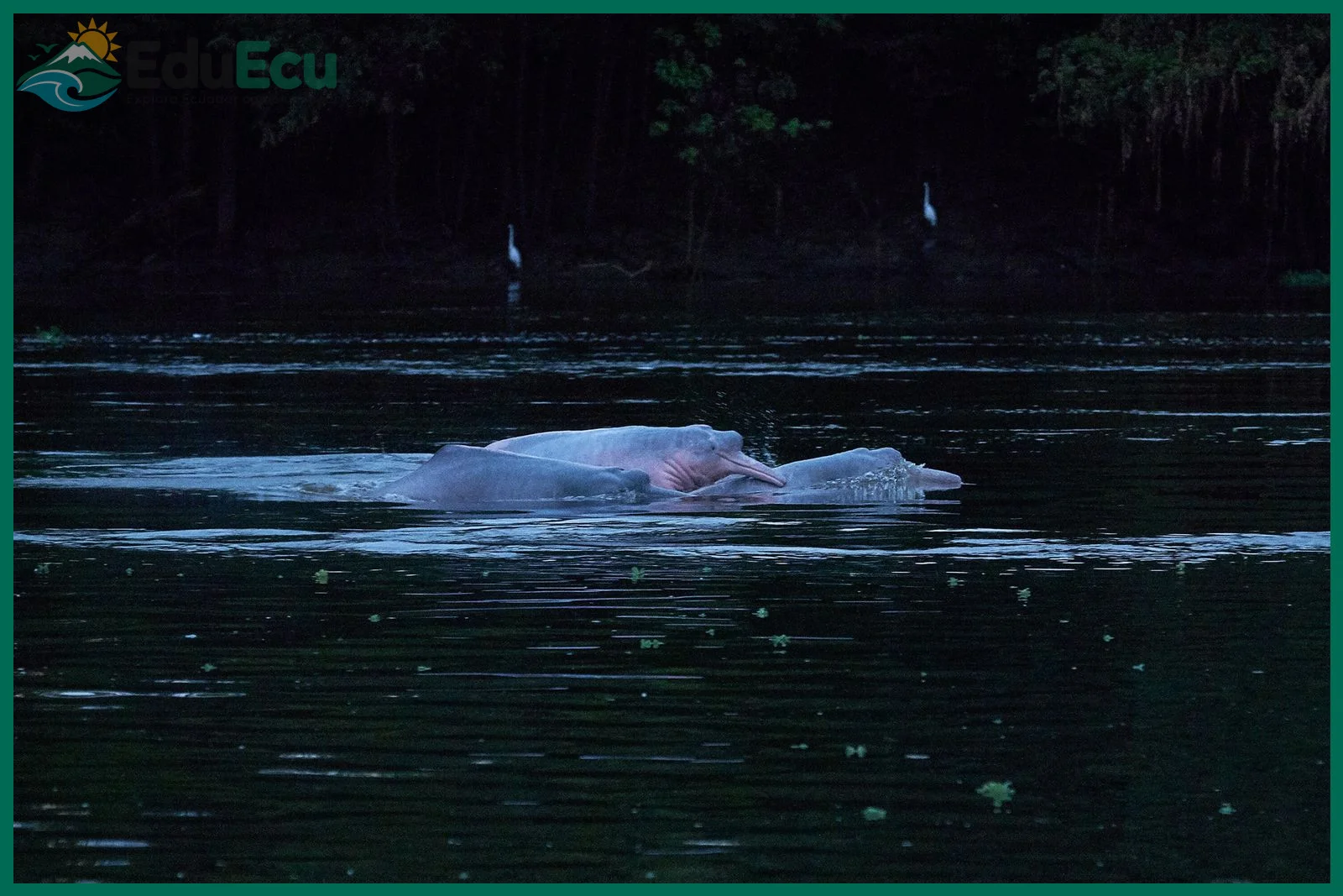 Época del año con mayor probabilidad de ver delfines rosados
