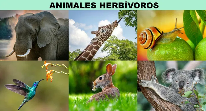 Animales Herbívoros