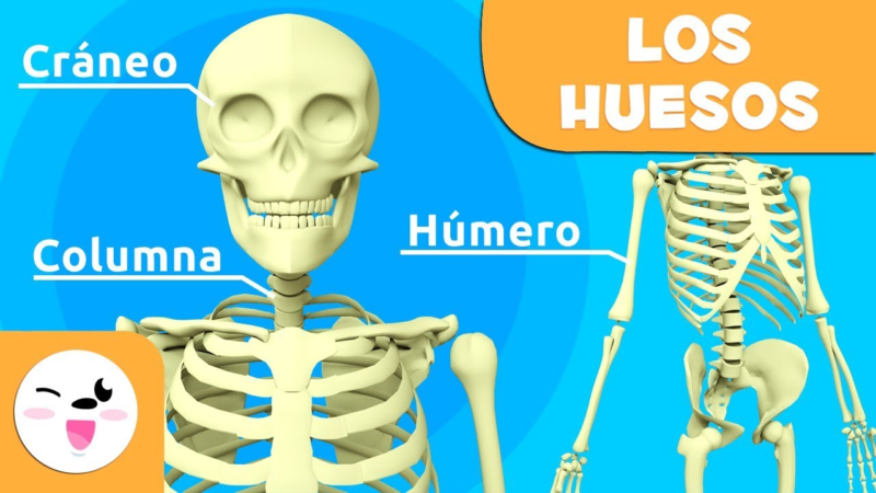 El sistema óseo y sus partes