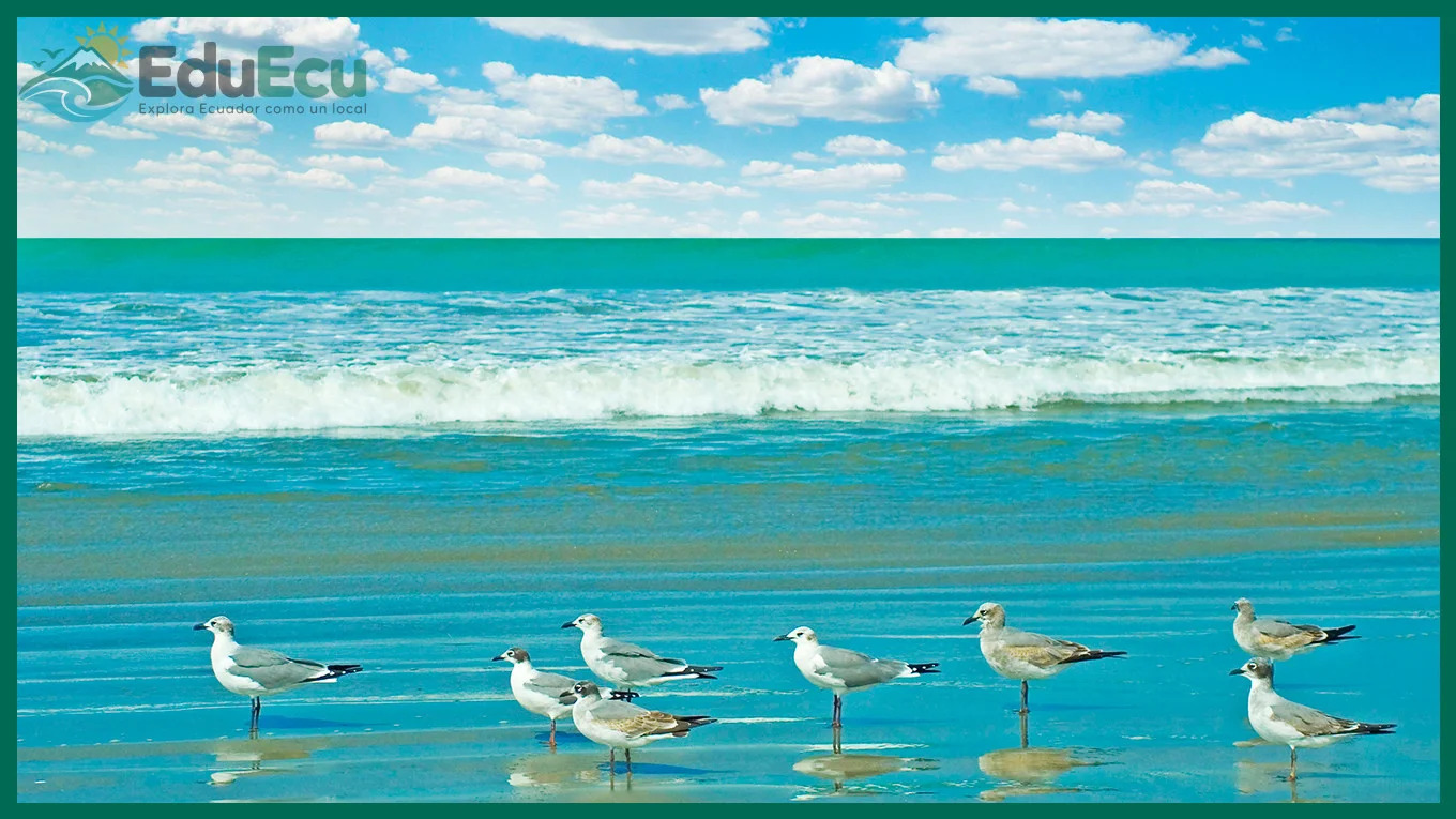 Mejores playas para visitar en Manta