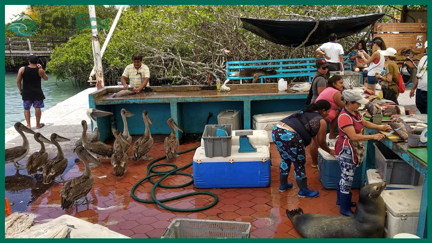 Presupuesto estimado para recorrer Galápagos por libre durante dos semanas