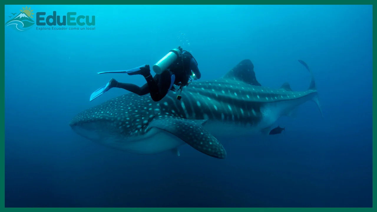 Qué incluye un día de buceo en la reserva marina de 133.000 km2