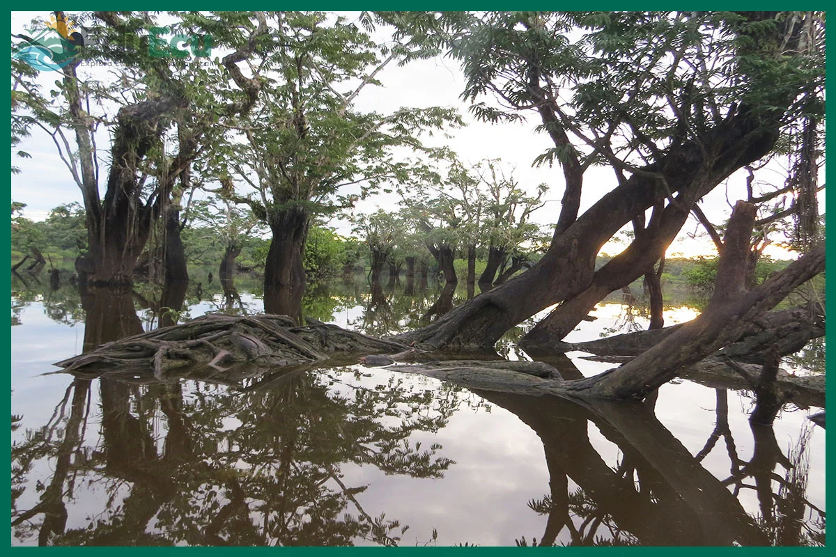 Qué llevar a la Reserva de Producción de Fauna Cuyabeno según temporada