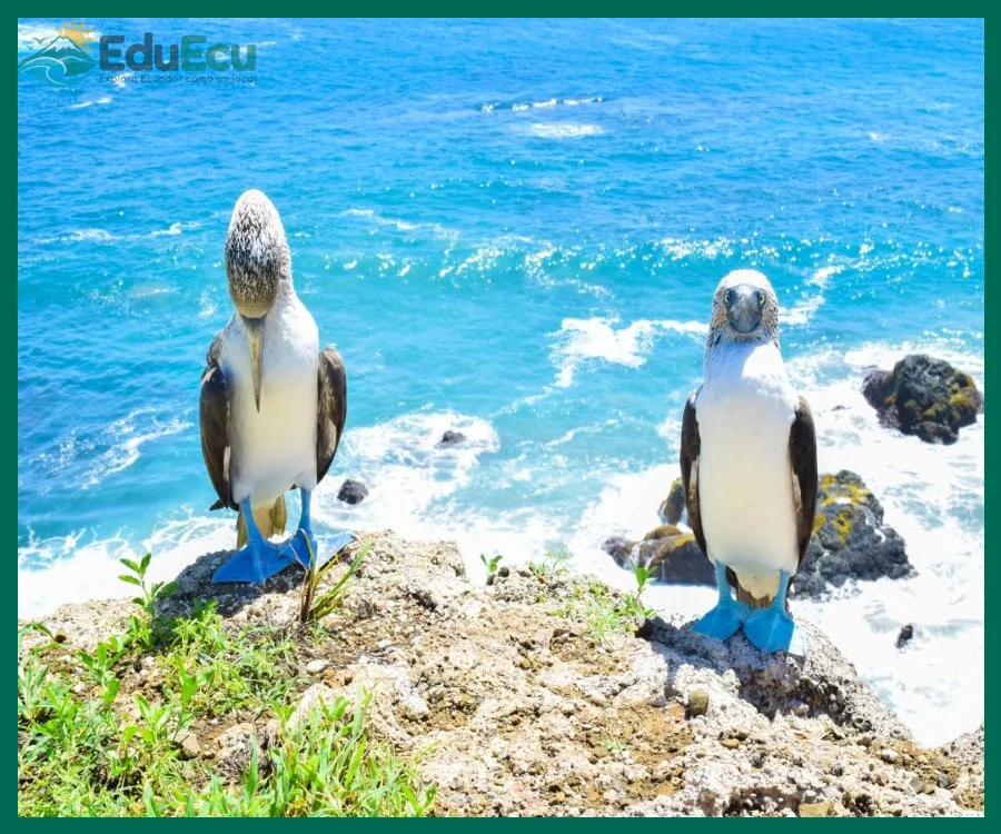 Qué ver en la Isla de la Plata