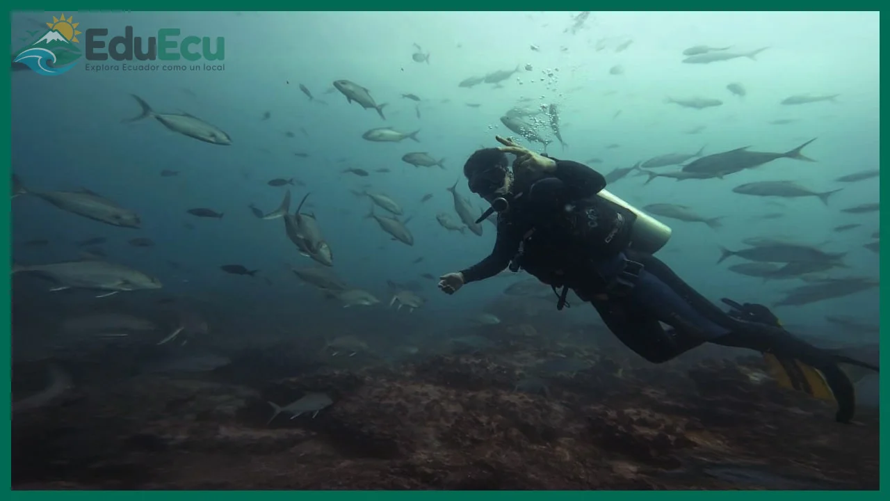 Qué vi realmente al bucear en las Galápagos en mi experiencia real
